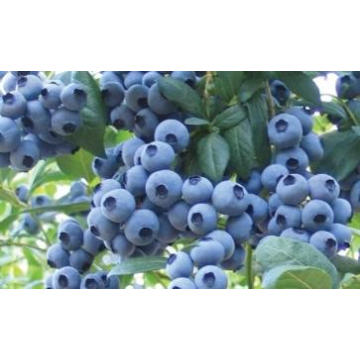 IQF Congelamento Orgânico Blueberry Zl-160003